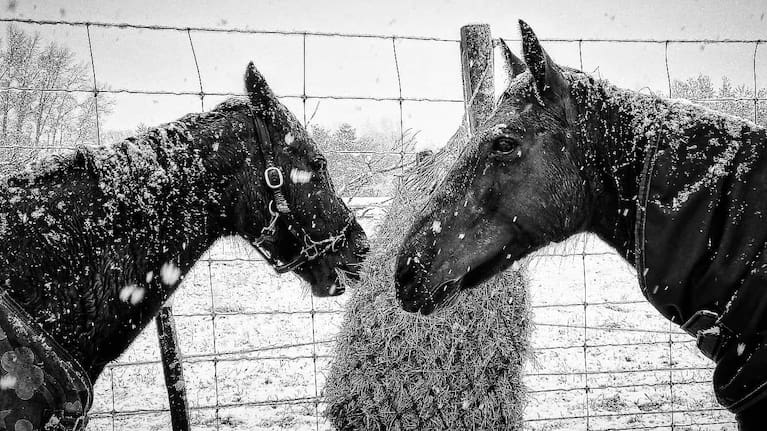 Horses Bella and Rosie in Woodbury. Photo Credit, Jane Faigan.