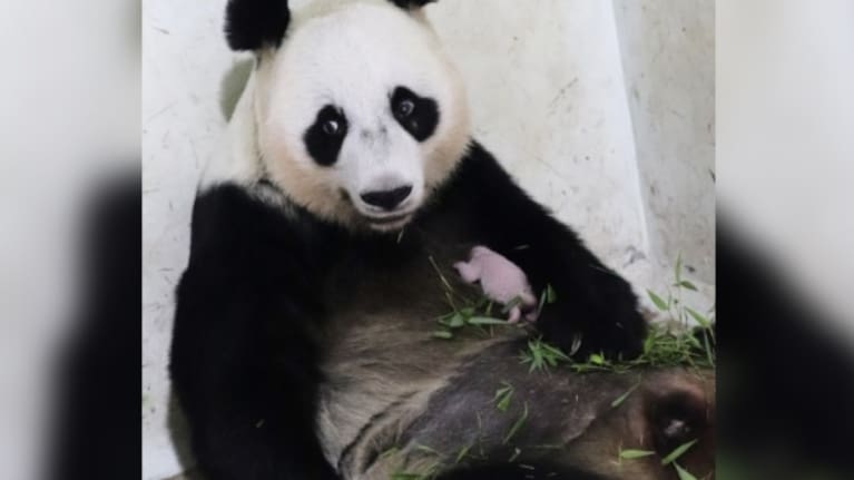 Hu Chun, a 15-year-old female giant panda holds her newborn cub named Satrio Wiratama at an enclosure at the theme park in Cisarua, West Java, Indonesia.