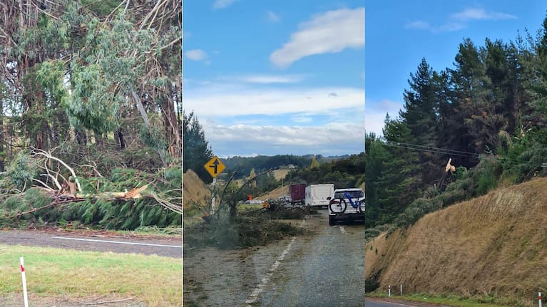 Images of fallen trees along SH60 in Redwood Valley after the tornado.