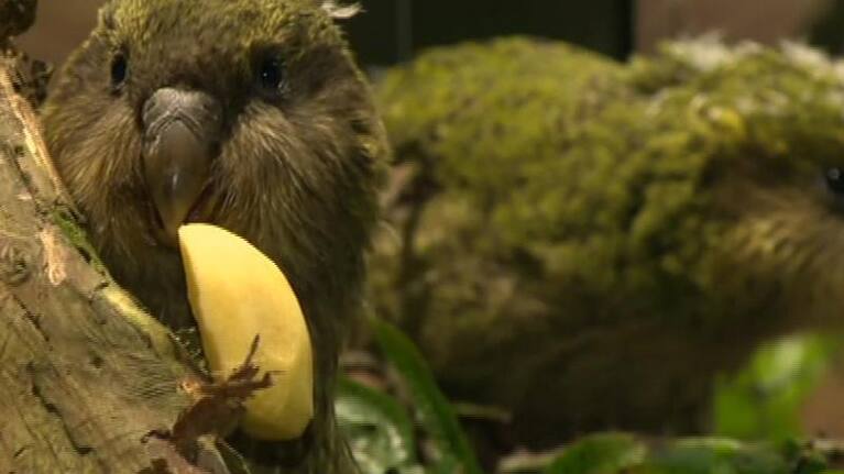Kakapo.