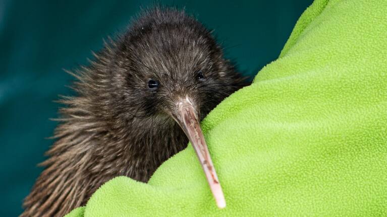 A kiwi bird (file image).
