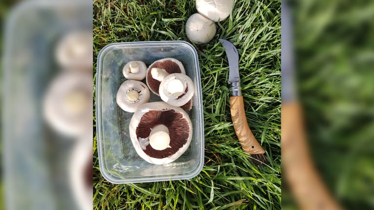 Mushrooms that look similar to edible varieties may not be.