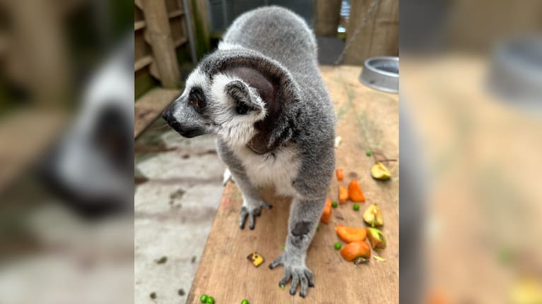 Lemur Zeus sporting a bit of a new haircut after his contraceptive implant surgery.