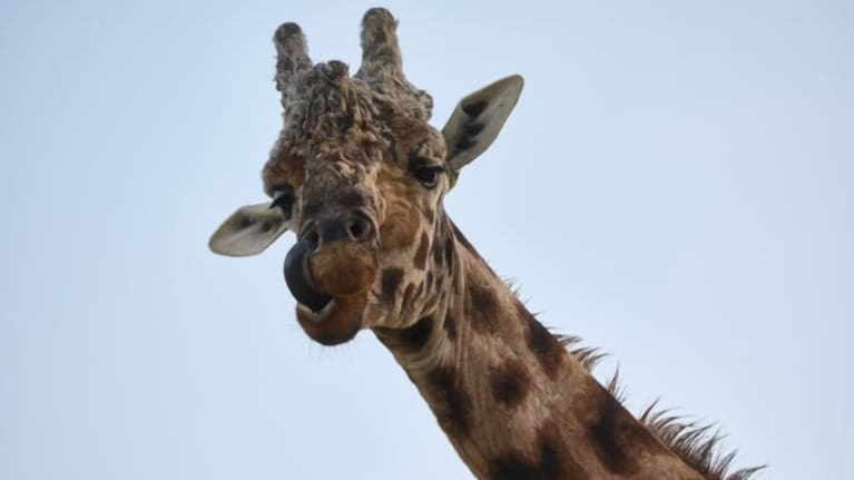 Masamba the giraffe lived to 23 years of age.
