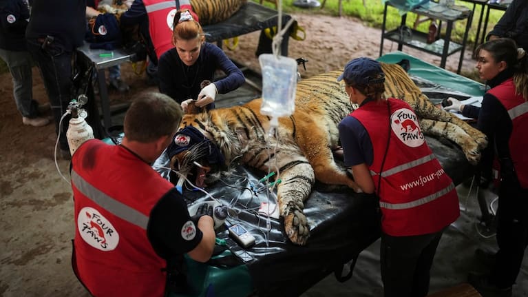 Members of a global animal welfare organisation treat a tiger at the former Lujan Zoo.
