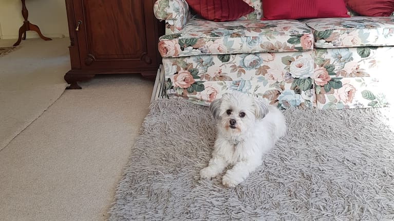 Mister at his new home.