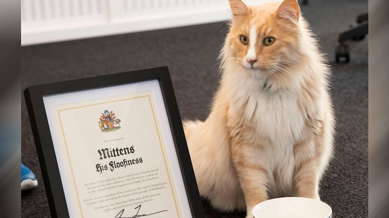 Mittens His Floofiness with his key to the city certificate.