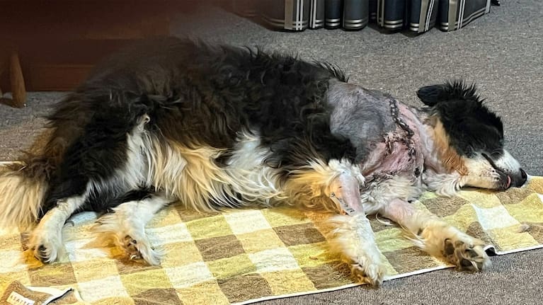 Molly a week after the dog attack.