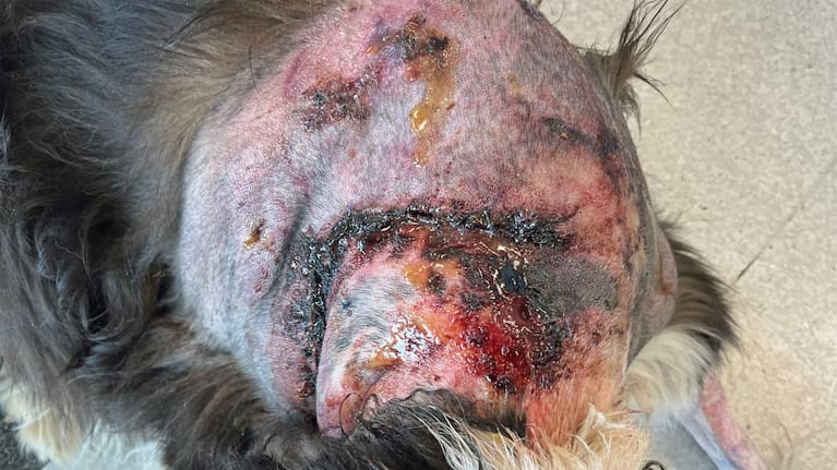 Molly required two surgeries and around 50 stiches after the attack.