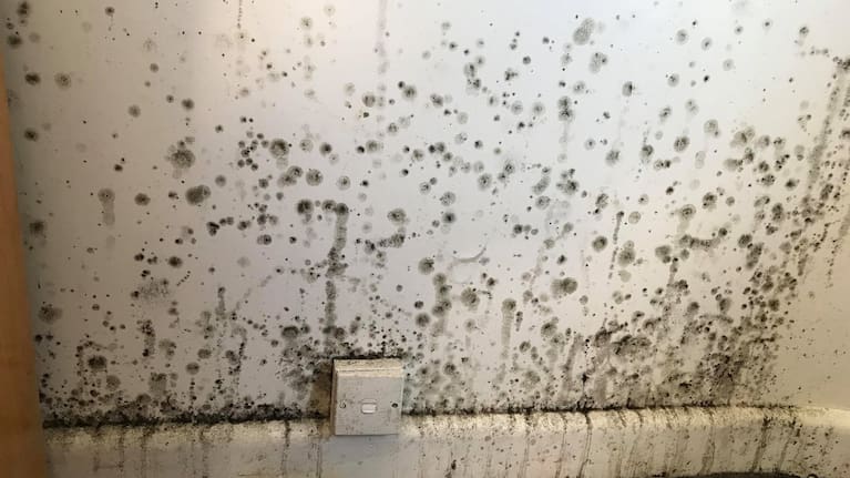 Mould growing on a wall behind drawers