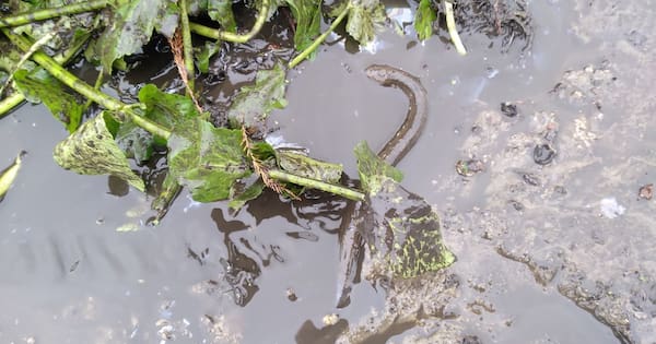 Eel mistake could have sent dozens to their death in Napier