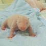 Newly born giant panda cub named Satrio Wiratama is seen inside an incubator in Cisarua, West Java, Indonesia,