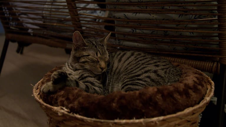 One of the cats residing at Catnap Café.