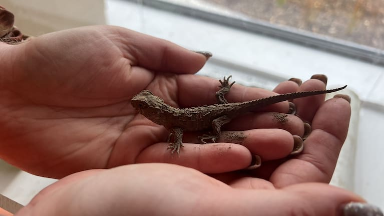 One of the original four tuatara discovered at the demolition site of Invercargill's former museum.