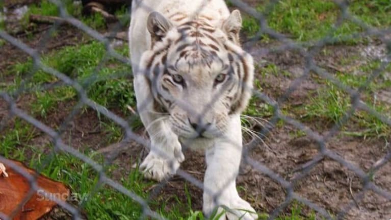 One of the white tigers at Kamo Wildlife Sanctuary (file image).