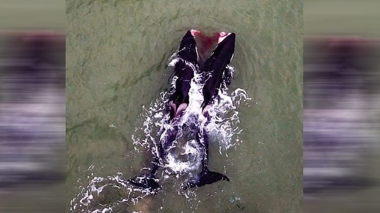 Orcas sharing a meal at Tokerau Beach.