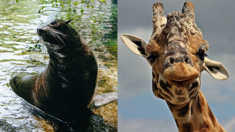 Ōrua the fur seal from Auckland Zoo and Masamba the giraffe from Hamilton Zoo were both euthanised today