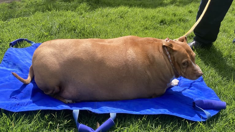 Photos of Nuggi from 2021.