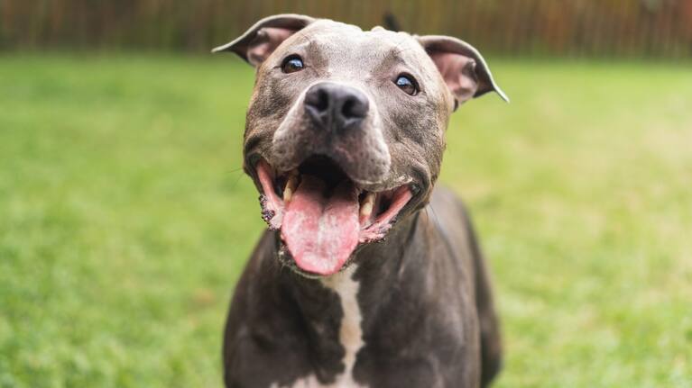 A pit bull (file image).