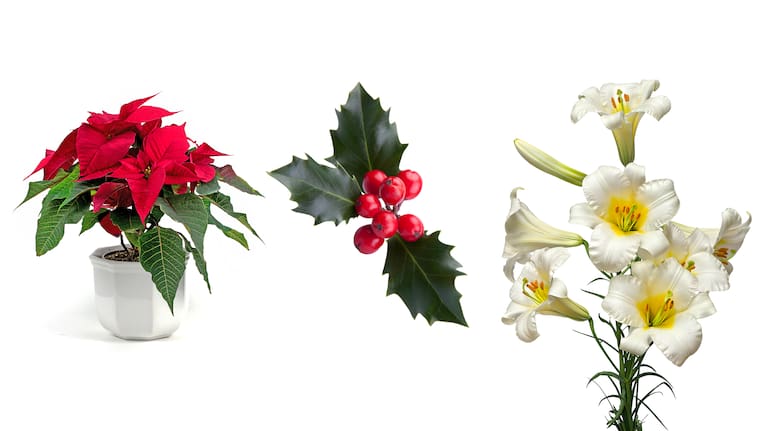 Poinsettia, holly, and Christmas lilies