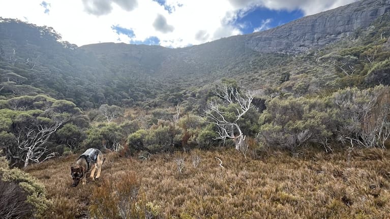 Police deployed "every available resource" on Saturday to search for missing tramper Roy Arbon.