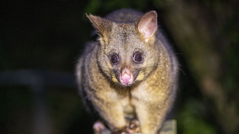 Possum