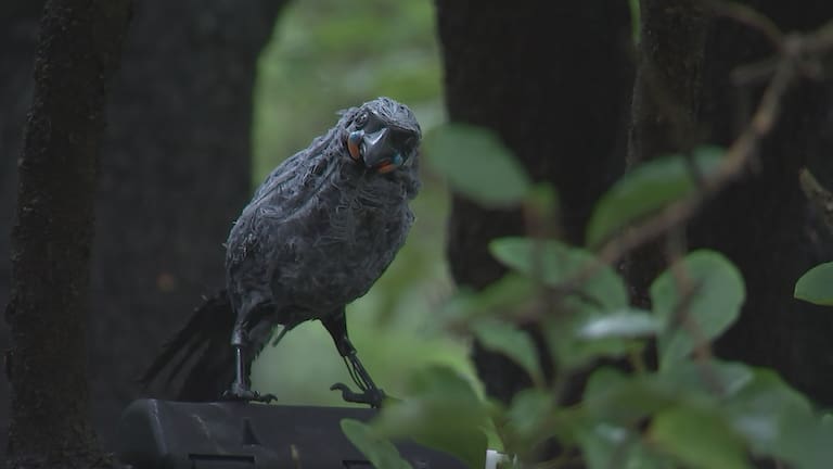 An animatronic bird built by Canterbury students aims to lure the elusive kokako, once thought extinct, as trust ramps up search efforts.