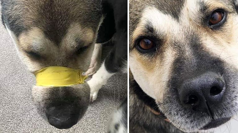 Rock, who came home with his mouth taped closed and a broken slip-knot around his neck on Tuesday, July 9.