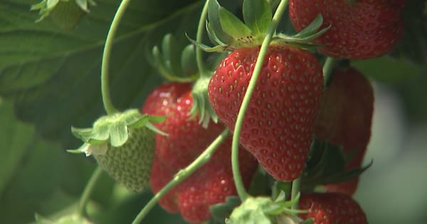 Bumper crop of strawberries expected after a lean few years