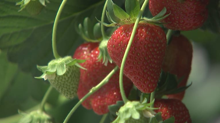 No longer a luxury fruit.