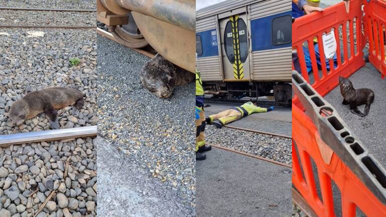Seal pup rescued from under Auckland train.