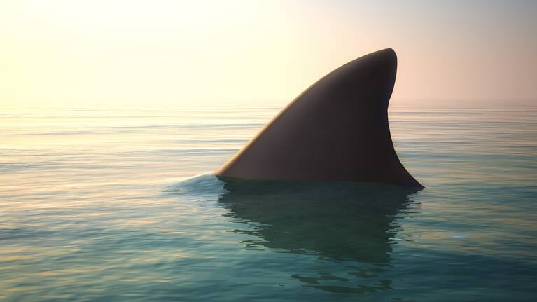 Shark fin (file photo).