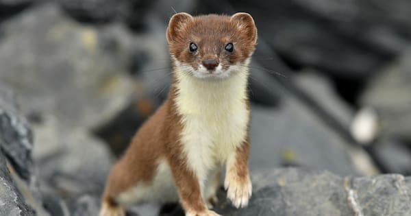 Stoat that swam to predator-free island has stay cut short