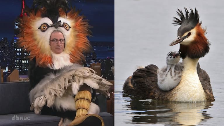 Spot the real pūteketeke