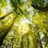 Sunlight streaming through some trees (file image).