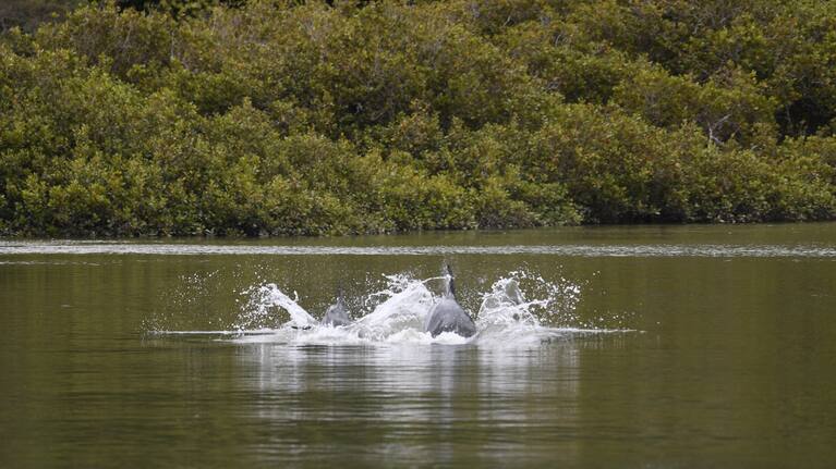 The dolphin was first reported to DOC's hotline on December 29.