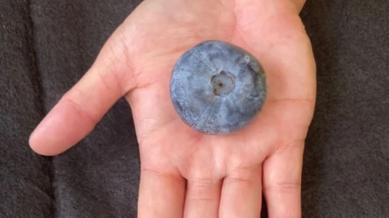 The Eterna is the world's largest variety of blueberry