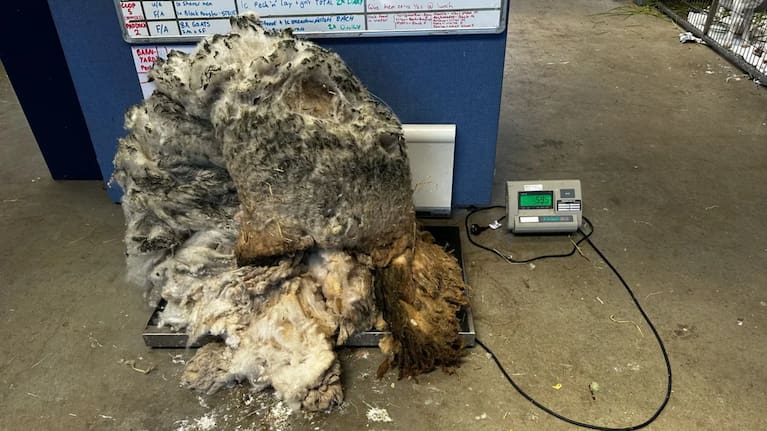 The fleece removed from Fiona weighed 5.95kg.