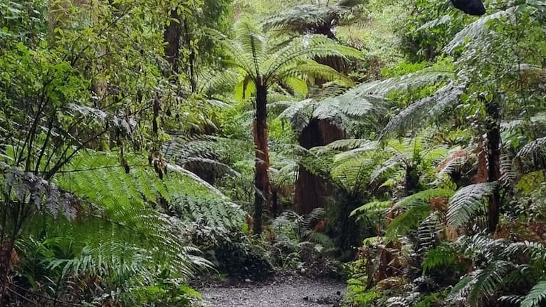 The Fouveax Walkway attracts hundreds of visitors daily.