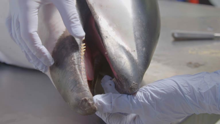 The hourglass dolphin's front teeth have been worn down, while its rear teeth remain in tact.