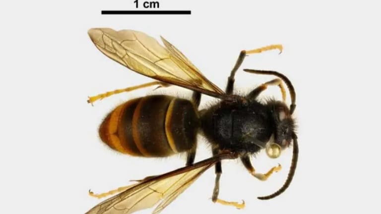 The new tech includes a small tracking device with a small antenna on it, which can go onto the male hornet. File photo.