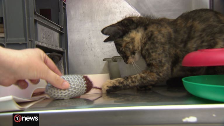 The week-long campaign comes as the SPCA's shelters are overrun by kitten season.