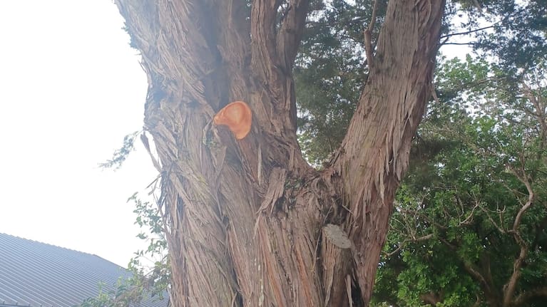 Three large branches were illegally trimmed from a protected tōtara tree in Mount Eden.