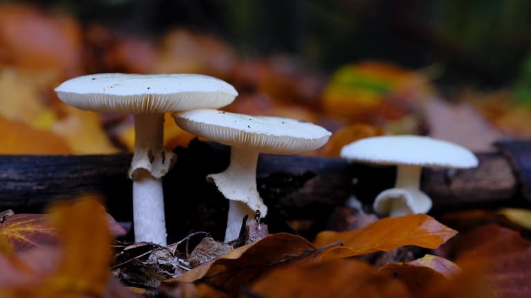 Do not eat: death cap mushrooms.