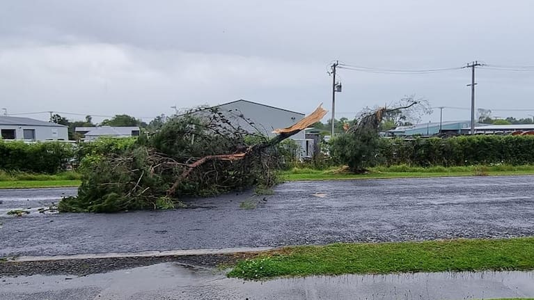 Tree down on Taylor Ave Paeroa.