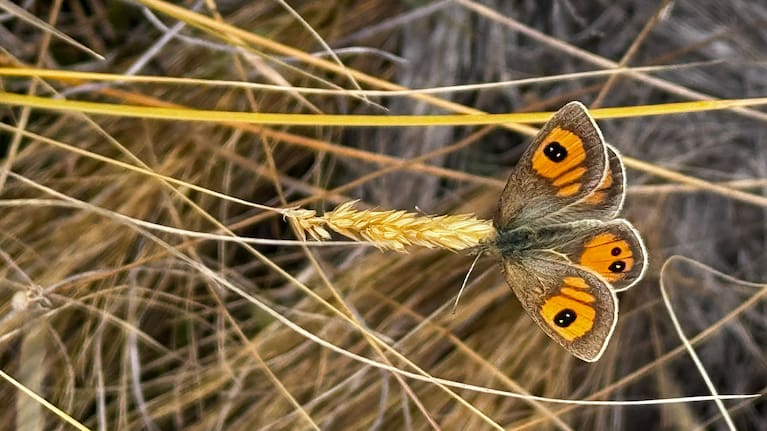 Unique to the South Island, a New Zealand tussock butterfly, in the Mackenzie Region.