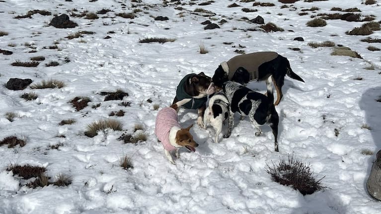 Under legislation, dogs were not allowed in any New Zealand national park.