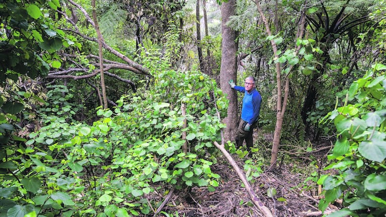 Upper branches of a now naked tree trunk have fallen on foilage below, causing further damage to the hillside.
