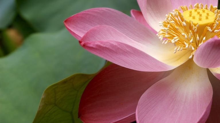 Bayley's favourite flower is the water lily.