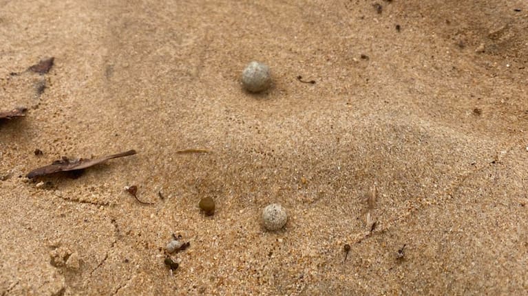 White and grey-coloured balls were found scattered along the shores at nine beaches in Sydney's north.